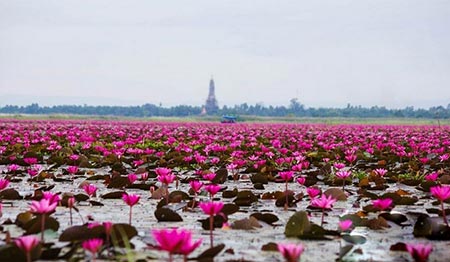 نون هانگ دریاچه ای پوشیده از نیلوفر در تایلند + عکس