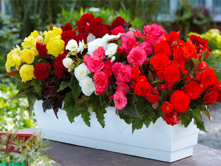 بهترین و زیباترین گل های طبیعی برای آپارتمان
