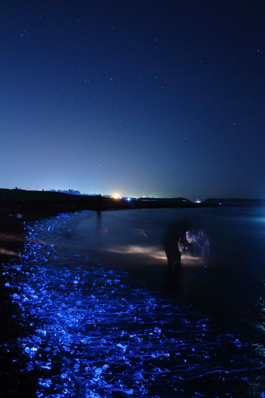 ساحل خلیج تویاما شب ها شگفت انگیز میشود