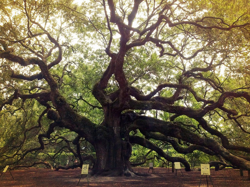 عکس های زیباترین و جالب ترین درخت های جهان