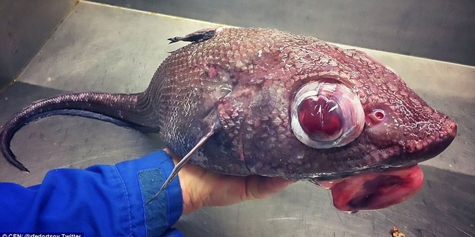 عجیب و غریب ترین ماهی های دنیا