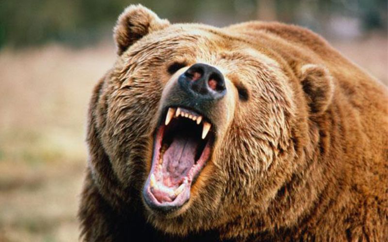 حمله خرس به مرد میانسال